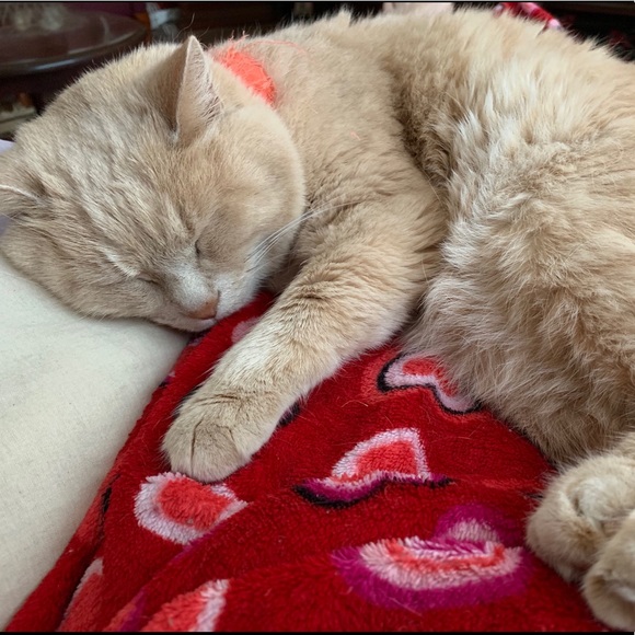 Meet your Posher, Lily - Picture 9 of 12